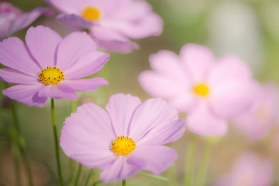 Close-up of pink flowers