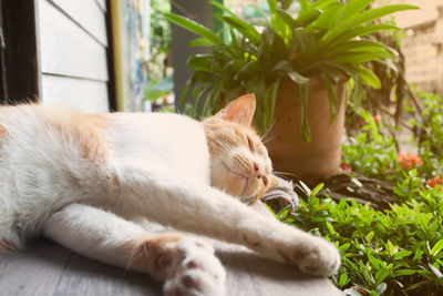 Close-up of a cat sleeping