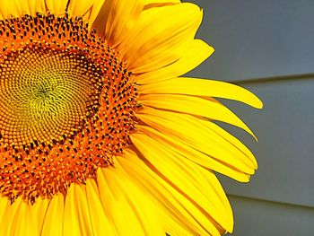 Close-up of sunflower blooming outdoors