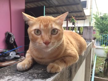 Portrait of ginger cat sitting outdoors