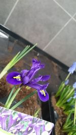 Close-up of purple flower
