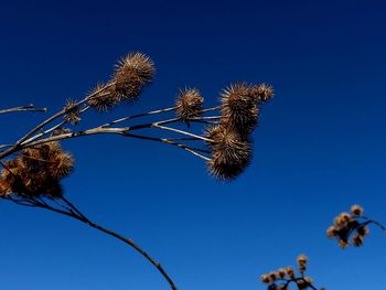 Low angle view of flowering plant against clear blue sky