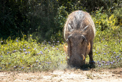 Close-up of a horse on field