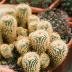 Close-up of cactus growing on field