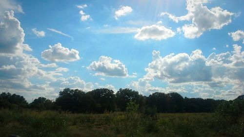 Scenic view of grassy field against sky