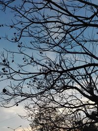 Low angle view of bare tree against clear sky