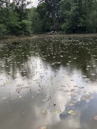 View of birds in lake during rainy season