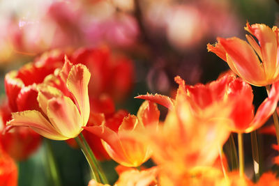 Close-up of orange flowering plants