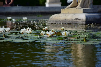 Water lily in lake