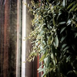 Ivy growing in greenhouse