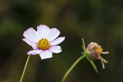 Close-up of cosmos flower blooming outdoors