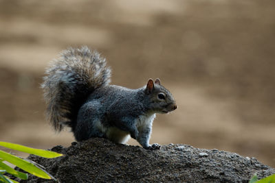 Close-up of squirrel on rock