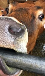 Close-up of cow