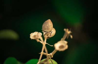 Close-up of flowers