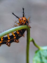 Close-up of insect on plant