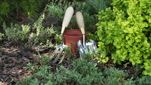 Gardening equipment. flower pot, trowel or shovel, garden fork and plants in the garden.