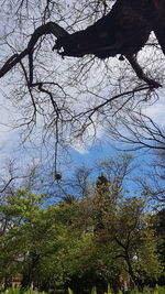Low angle view of trees against sky