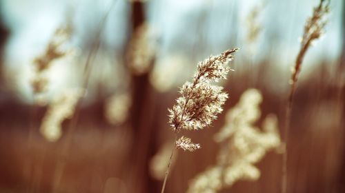 Close-up of plant against blurred background