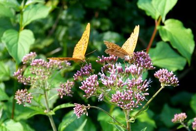 Close-up of butterfly pollinating on pink flower