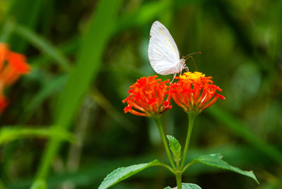 Close-up of butterfly pollinating on flower