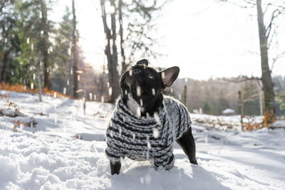 View of dog on snow covered land