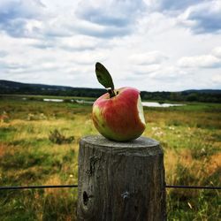 View of apple on wooden post in field