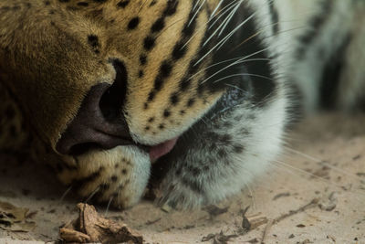 Close-up of cat sleeping