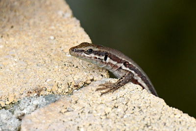 Close-up of a lizard on rock