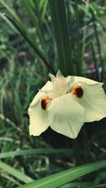 Close-up of insect on flower