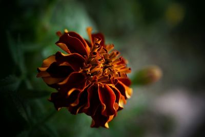 Close-up of flower against blurred background