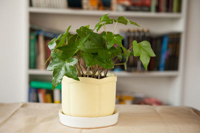 Close-up of potted plant on table at home