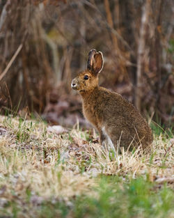 Snowshoe hare in kejimkujik national park seaside, nova scotia, canada