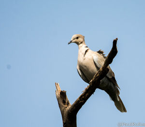 Low angle view of bird perching on tree against clear sky