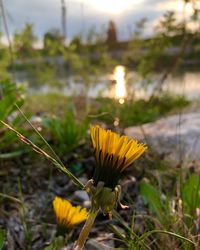 Close-up of yellow flowering plant on field