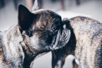 Close-up of a dog looking away