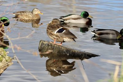 Duck swimming on lake