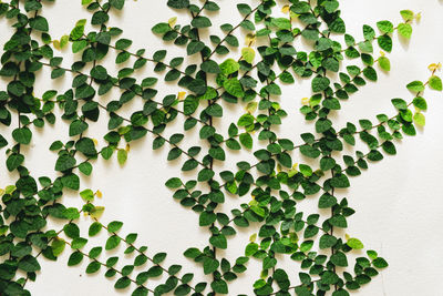 Close-up of ivy on wall