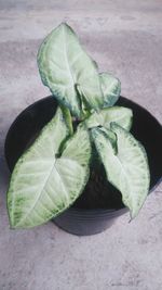 High angle view of green leaf on table