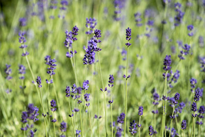 Purple flowering plants growing on land