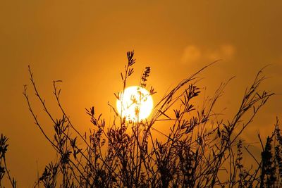 Close-up of sun shining through trees