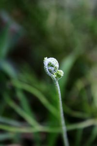 Close-up of plant