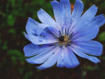 Close-up of insect on flower