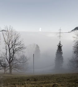 Bare trees on field against sky during winter