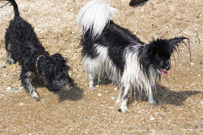 High angle view of dog