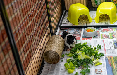 A young black and white male guinea pig in an indoor run
