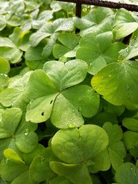 Close-up of water drops on plant