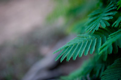 Close-up of fern leaves