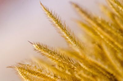 Close-up of plant against sky