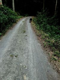 View of dirt road in forest