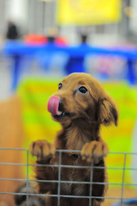 Close-up of dog looking away